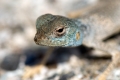 DSC_3609.jpg