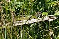 DSC_3376c.jpg