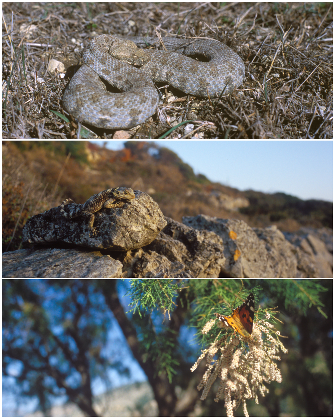 Macrovipera schweizeri, Milos viper, Laudakia stellio, started agama