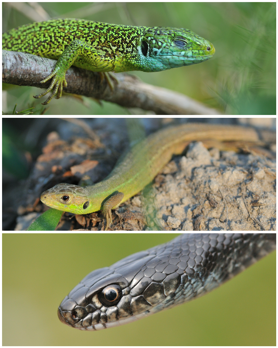 Lacerta sp. Adriatic lineage, Hierophis viridiflavus