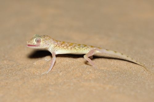 Stenodactylus doriae