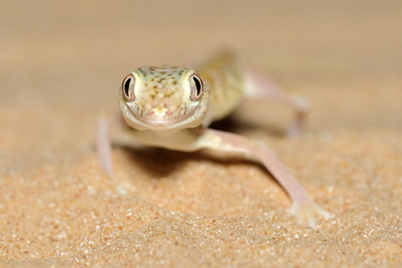 Stenodactylus doriae