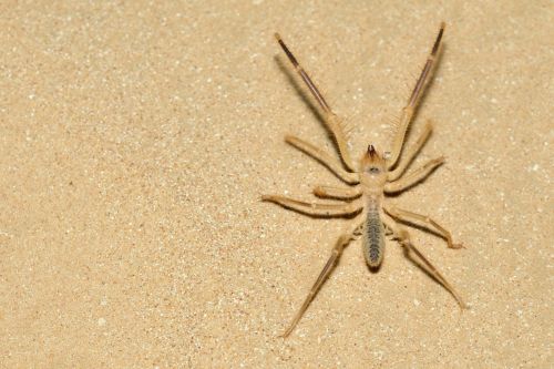 Camel spider, Solifugae