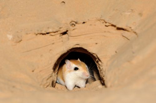 Gerbillus sp. Oman Gerbil