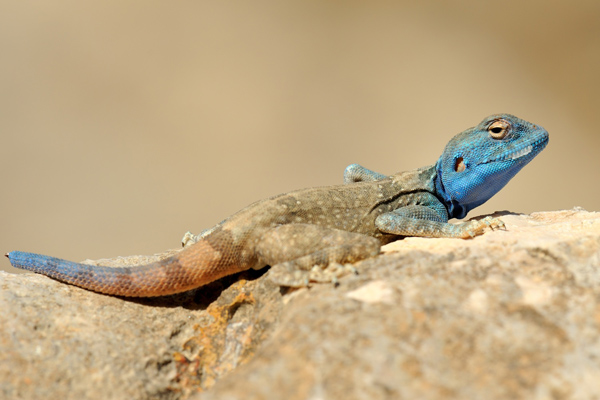 Pseudotrapelus cf. sinaitus