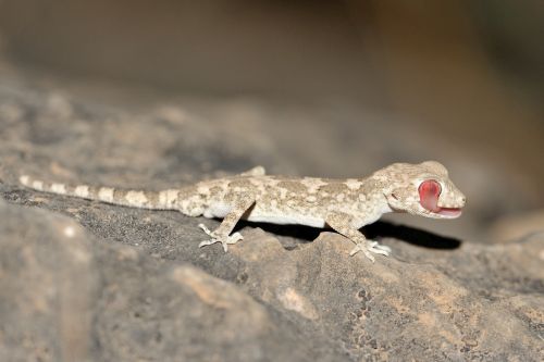 Bunopus spatalurus