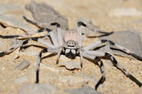 Huntsman spider, Sparassidae