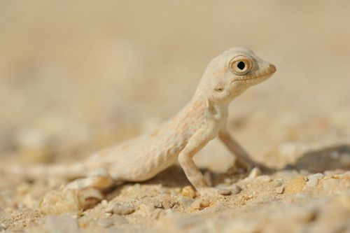 Pristurus carteri