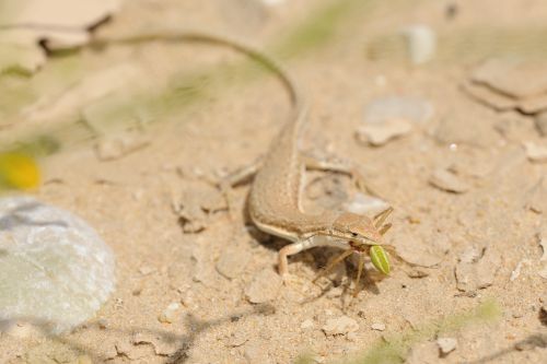 Mesalina adramitana