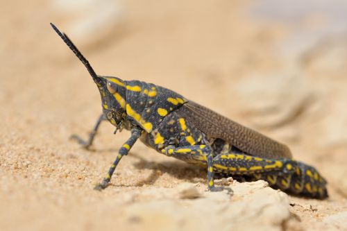 Grasshopper Oman