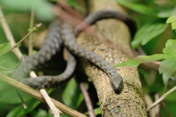 Natrix tessellata