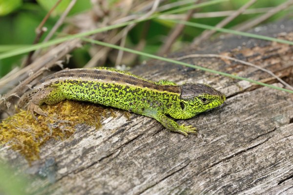 Lacerta agilis