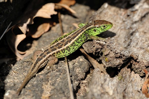 Lacerta agilis