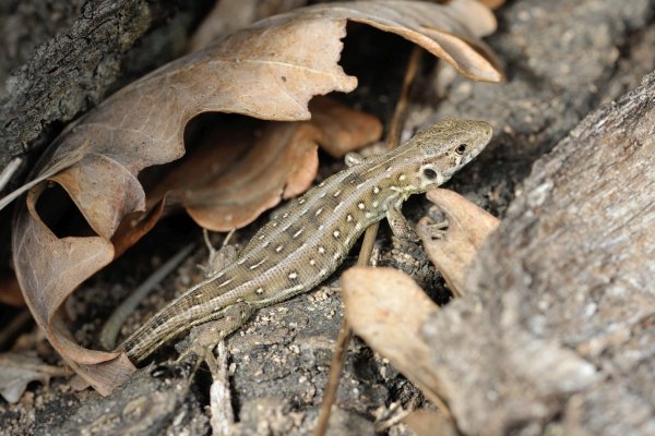 Lacerta agilis