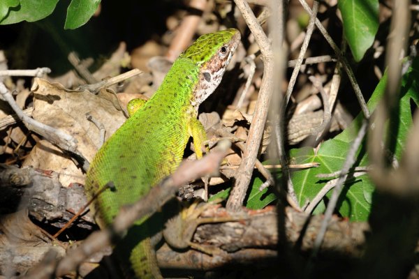 Lacerta viridis