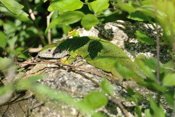 Lacerta viridis