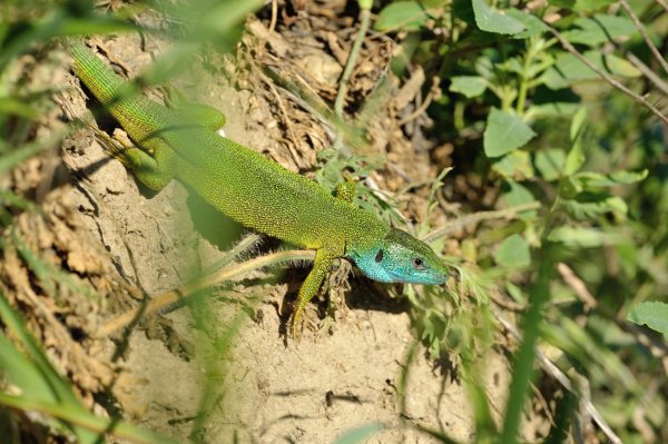 Lacerta viridis