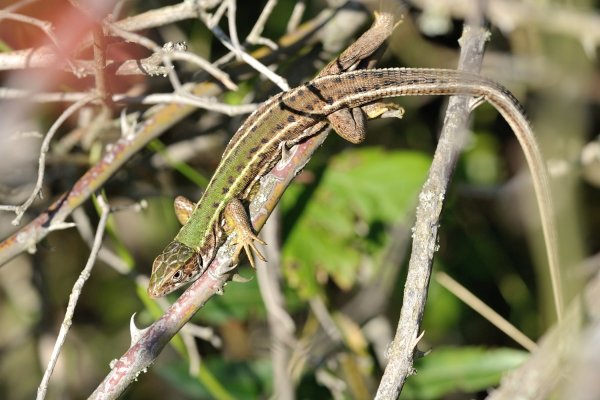 Lacerta viridis female