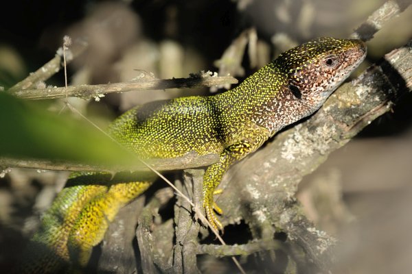 Lacerta viridis male