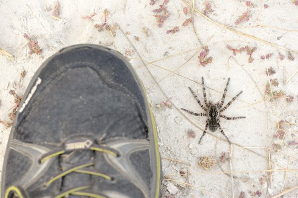 Lycosa singoriensis ("wolf spider" / Südrussische Tarantel)