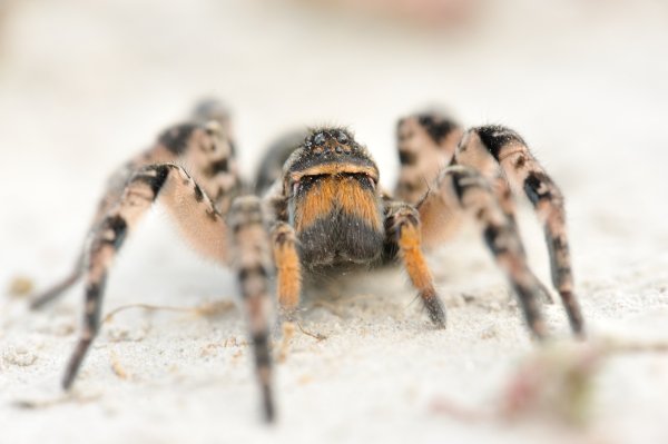 Lycosa singoriensis ("wolf spider" / Südrussische Tarantel)