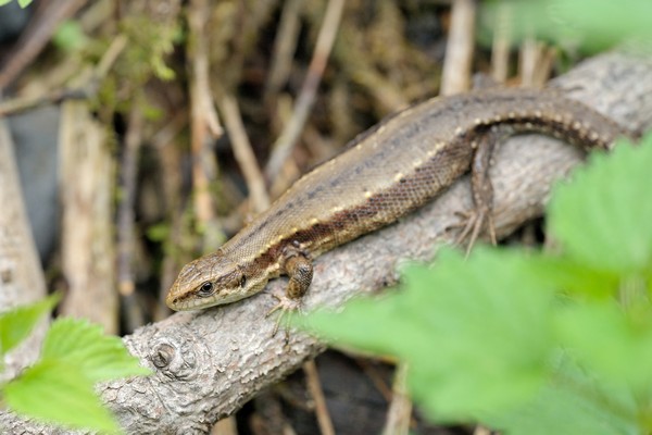 Zootoca vivipara / Bergeidechse / Waldeidechse / viviparous lizard