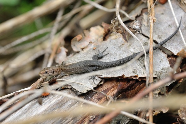 Zootoca vivipara / Bergeidechse / Waldeidechse / viviparous lizard