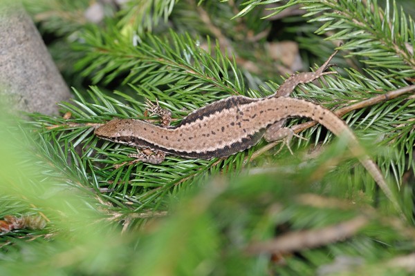 Mauereidechse / Podarcis muralis / common wall lizard