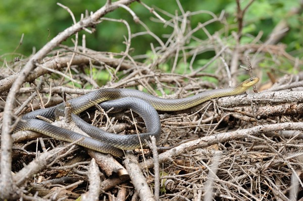 Zamenis longissimus / Äskulapnatter / Aesculapian snake