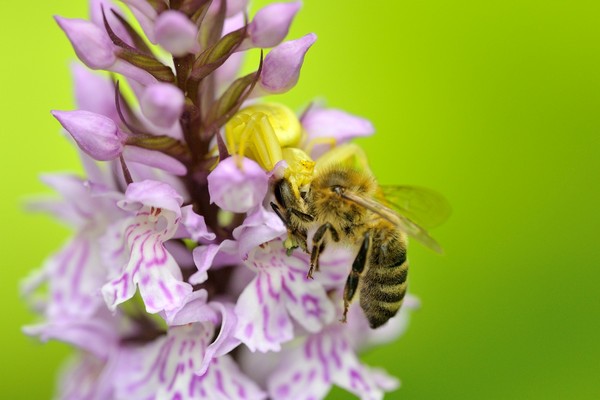 Krabbenspinne / crab spider / Thomisidae / Dactylorhiza fuchsii / Fuchs' Knabenkraut / common spotted orchid