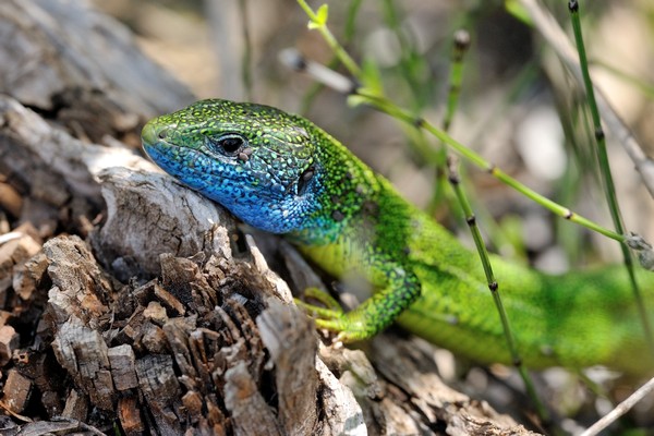 Lacerta viridis / Östliche Smaragdeidechse / European green lizard