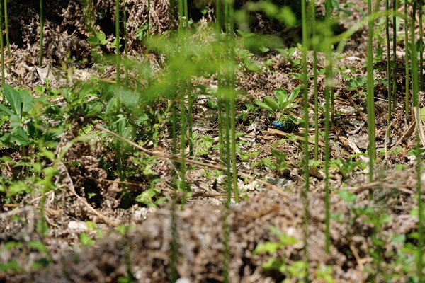 Lacerta viridis /European green lizard / Östliche Smaragdeidechse