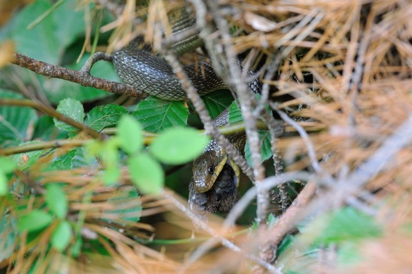 Zamenis longissimus / Äskulapnatter / Aesculapian snake