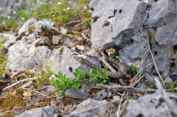 Vipera ammodytes / nose-horned viper / Hornotter / Hornviper