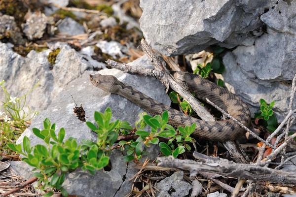 Vipera ammodytes / nose-horned viper / Hornotter / Hornviper