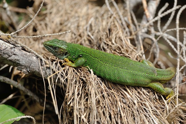 Lacerta viridis / European green lizard / Östliche Smaragdeidechse