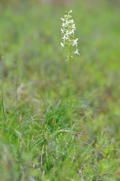 Große Waldhyazinthe / Platanthera fornicata / Large-flowered Butterfly Orchid / Platanthera bifolia ssp. latiflora