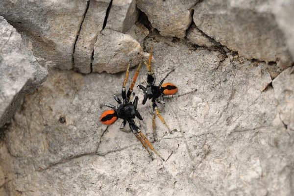 Goldaugenspringspinne / Philaeus chrysops