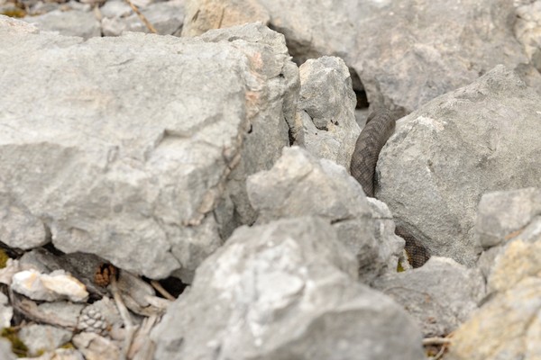 Vipera ammodytes / nose-horned viper / Hornotter / Hornviper