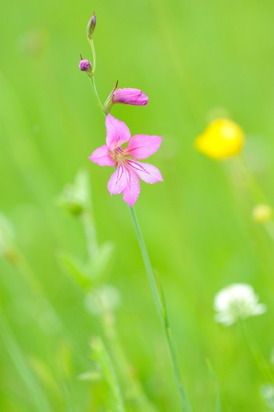 Illyrische Gladiole / Gladiolus illyricus / wild gladiolus