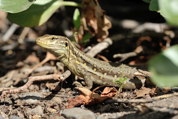 Gallotia galloti eisentrauti, Tenerife Lizard female, Westkanaren Eidechse, Weibchen