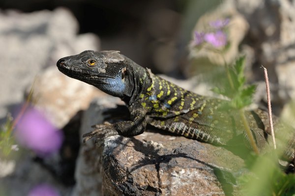 Gallotia galloti eisentrauti, Tenerife Lizard male, Westkanaren Eidechse, Männchen