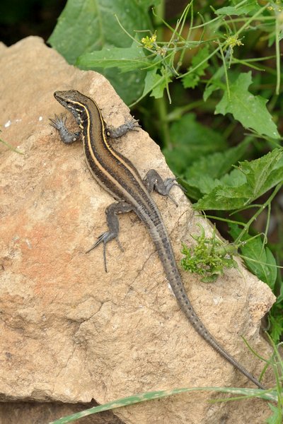 Gallotia caesaris gomeae, Kleine Kanareneidechse, Boettger's lizard, female, Weibchen