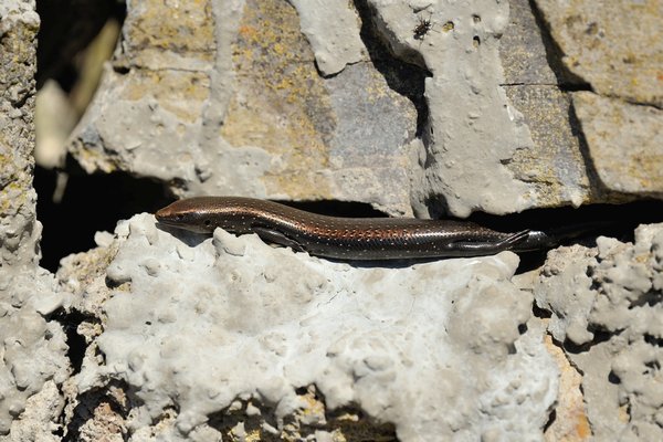 Chalcides coeruleopunctatus, La Gomera skink, Südlicher Kanarenskink