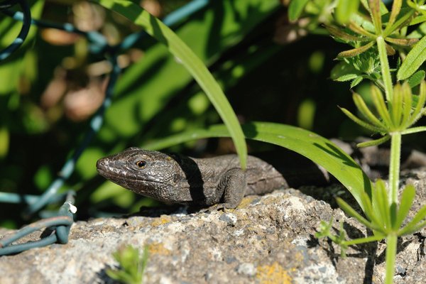 Gallotia caesaris gomerae, Boettger's Lizard, Kleine Kanareneidechse, male, Männchen