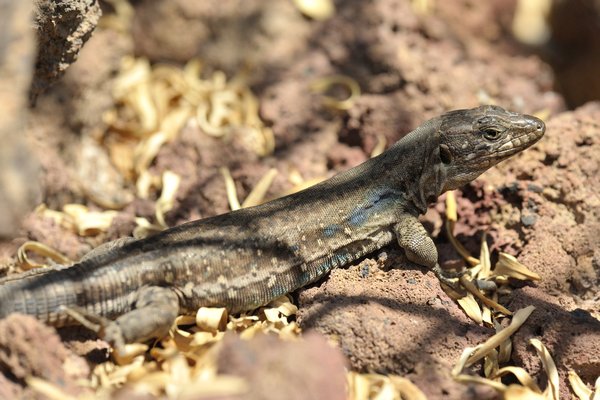 Gallotia galloti galloti, female, Tenerife Lizard, Westkanaren Eidechse, Weibchen