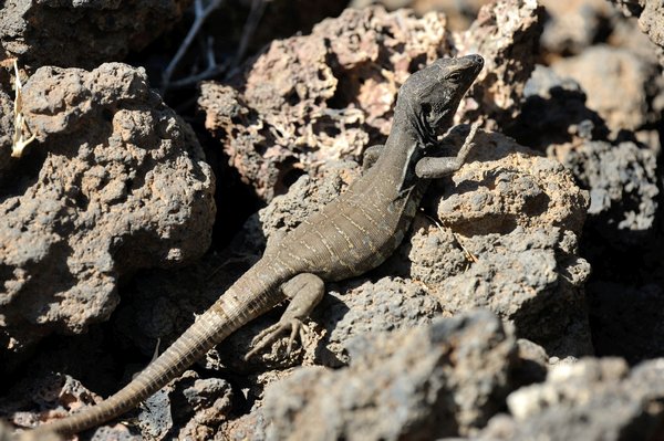 Gallotia galloti galloti, male, Tenerife Lizard, Westkanaren Eidechse, Männchen