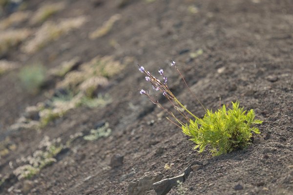 lavander, Lavandula sp., Lavendel, Canary Islands, Tenerife