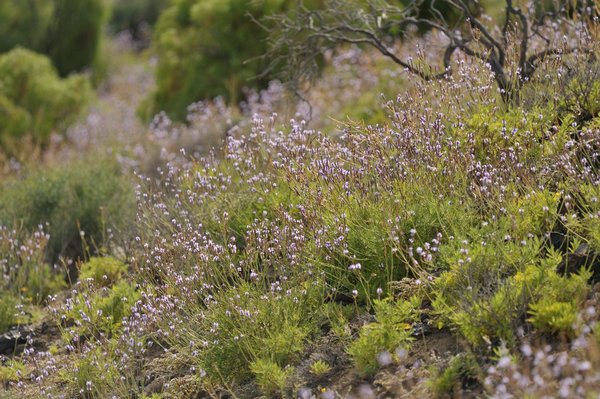 lavander, Lavandula sp., Lavendel, Canary Islands, Tenerife