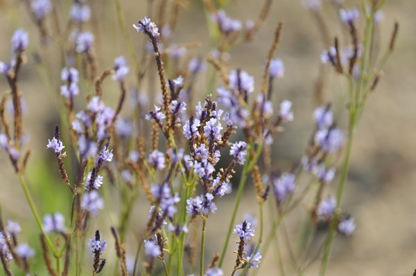 lavander, Lavandula sp., Lavendel, Canary Islands, Tenerife